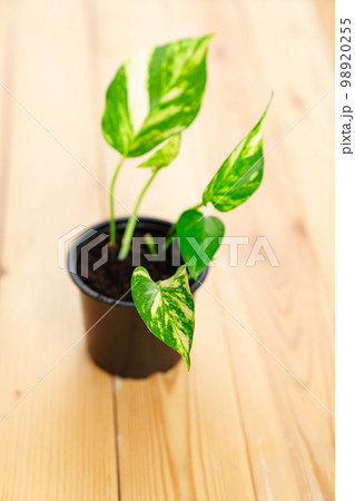 Epipremnum golden in a pot on a wooden table. Epipremnum golden in a pot on a wooden table. 98920255