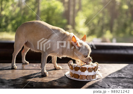 Funny old dog of chihuahua breed standing on wooden table and eating birthday cake at summer nature 98921242