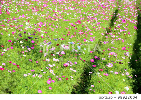 コスモスの花 98922004