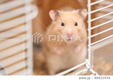 キンクマハムスター 98922438