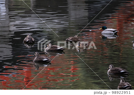 カルガモ 98922951