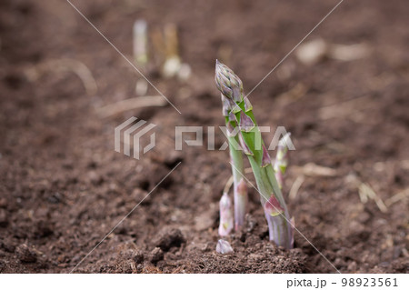 Fresh asparagus sprouts in the vegetable garden Fresh asparagus sprouts in the vegetable garden 98923561