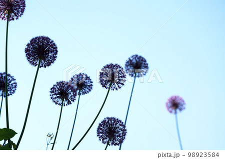 球状の美しい花　”アリウム・ギガンチウム” 98923584