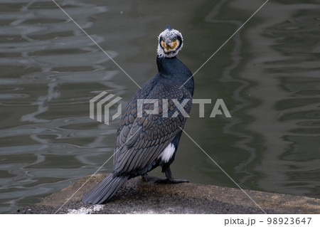カワウ 98923647