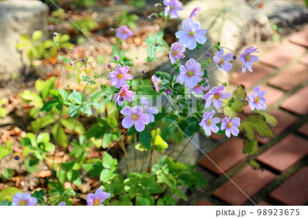 シュウメイギクの花 シュウメイギクの花 98923675