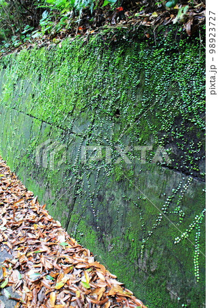 山道の壁に這うマメヅタ 山道の壁に這うマメヅタ 98923727