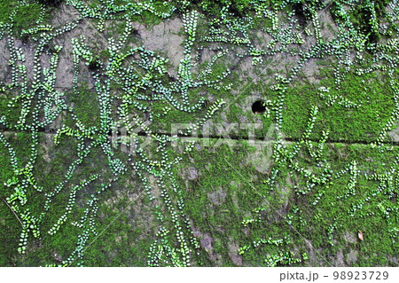 着生するマメヅタ 98923729