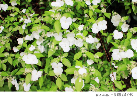 白い花が可愛いガクウツギ 白い花が可愛いガクウツギ 98923740