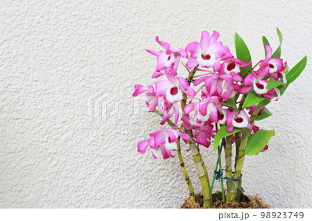 春に開花するデンドロビュームの花 春に開花するデンドロビュームの花 98923749