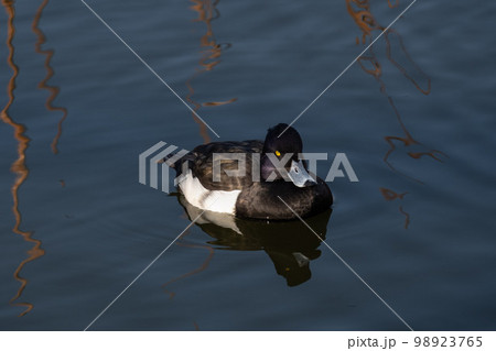 キンクロハジロ 98923765