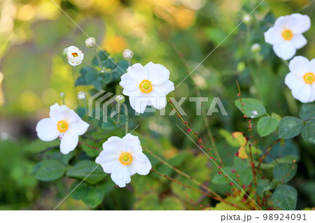 シュウメイギクの花 シュウメイギクの花 98924091