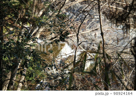 大阪高槻摂津峡の新春の風景 98924164