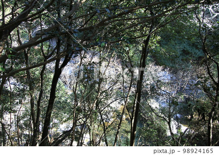 大阪高槻摂津峡の新春の風景 98924165