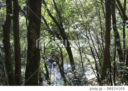 大阪高槻摂津峡の新春の風景 98924169