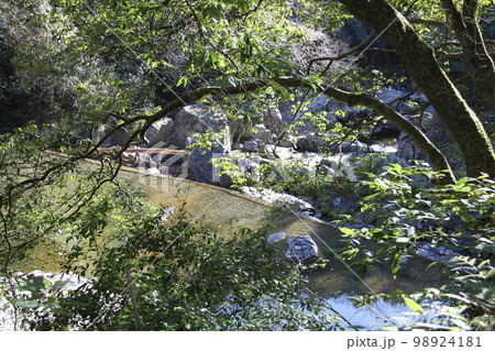 大阪高槻摂津峡の新春の風景 98924181