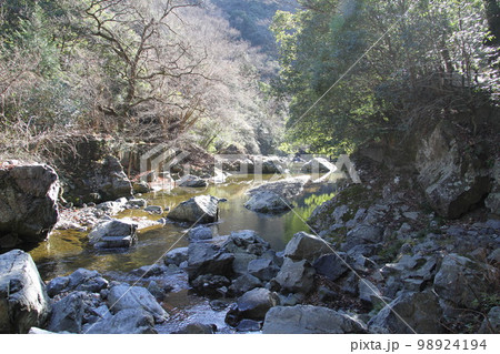 大阪高槻摂津峡の新春の風景 98924194