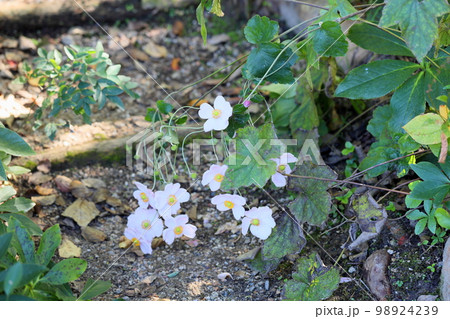 シュウメイギクの花 シュウメイギクの花 98924239