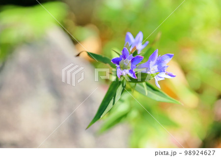 リンドウの花 リンドウの花 98924627