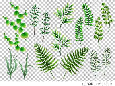 植物葉雜草部分 98924702