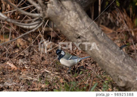 ヤマガラ ヤマガラ 98925388