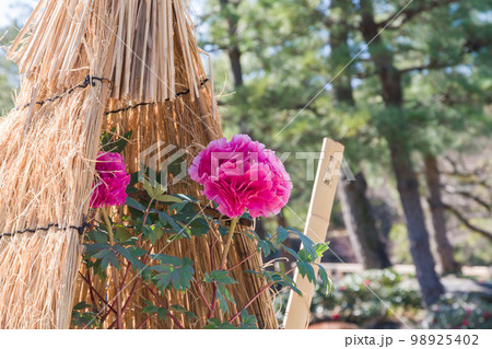 わら囲い（ワラボッチ）の冬牡丹（紫紅殿） 98925402