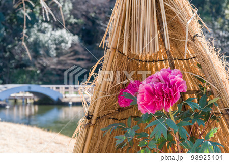 わら囲い(ワラボッチ)の冬牡丹(紫紅殿) わら囲い(ワラボッチ)の冬牡丹(紫紅殿) 98925404