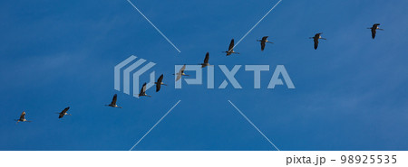 Panorama of flock of birds in sky 98925535