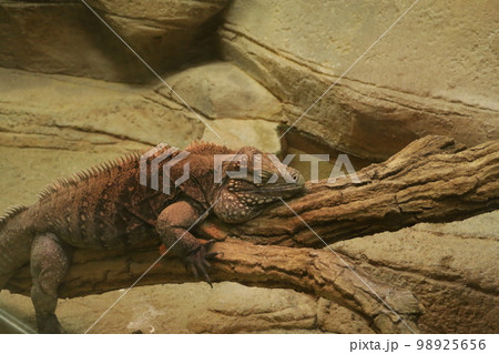 ケイマンイグアナ ケイマンイグアナ 98925656