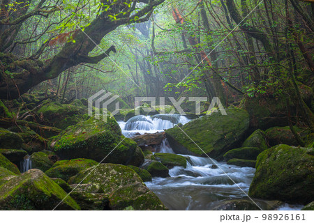 霧の谷　屋久島国立公園白谷雲水峡(冬 98926161