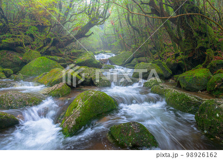 霧が漂う谷 屋久島白谷雲水峡(冬 霧が漂う谷 屋久島白谷雲水峡(冬 98926162