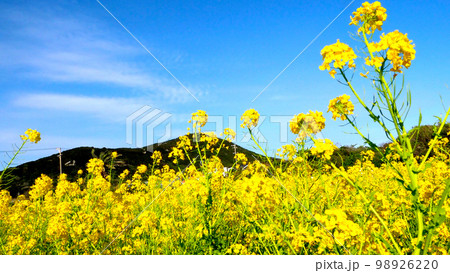 青空と 伊良湖の菜の花畑 98926220