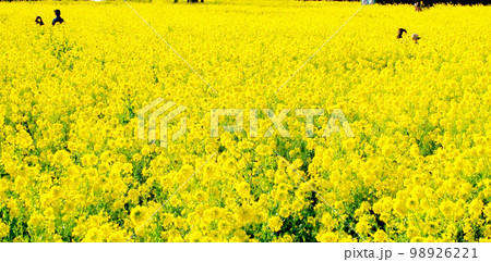 美しい黄色い世界　 伊良湖の菜の花畑 98926221