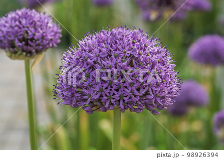 春の花 春 植物 98926394
