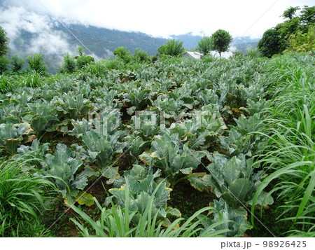 ネパールのシンドゥパルチョークの日常風景(畑) 98926425