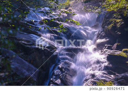 木漏れ日　屋久島白谷雲水峡(冬 98926471