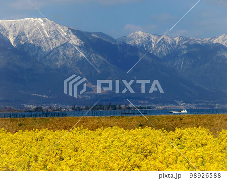 満開の菜の花と冠雪の山並み、滋賀県守山市の早咲き菜の花畑、第1なぎさ公園の菜の花 満開の菜の花と冠雪の山並み、滋賀県守山市の早咲き菜の花畑、第1なぎさ公園の菜の花 98926588