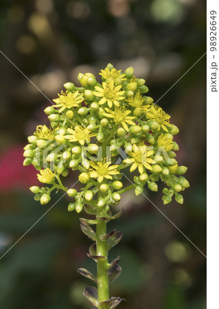 春 花芯 植物 98926649