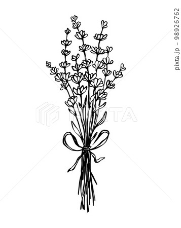 Black and white lavender flower bouquet with ribbon outline vector botanical drawing 98926762