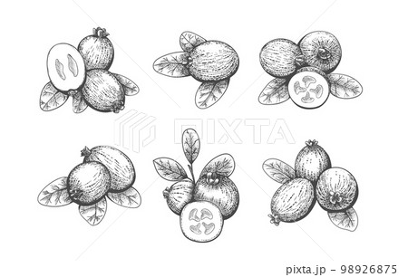 Feijoa sellowiana engraving Feijoa sellowiana engraving 98926875