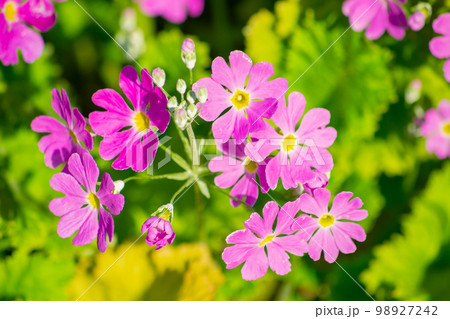 サクラソウ 98927242