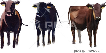 黒毛和牛 水彩ベクターイラストセット 98927286