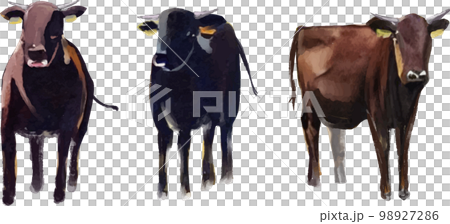 黒毛和牛 水彩ベクターイラストセット 98927286