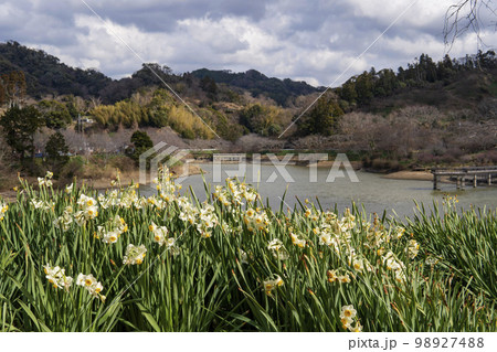 フサザキスイセンが咲く佐久間ダム公園／千葉県鋸南町 98927488