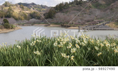 ぼかした湖の風景にフサザキスイセン【佐久間ダム公園】千葉県鋸南町 ぼかした湖の風景にフサザキスイセン【佐久間ダム公園】千葉県鋸南町 98927490