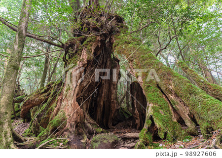 屋久杉 切り株 素材 屋久島・屋久杉の切り株の写真素材 [105631997] - PIXTA