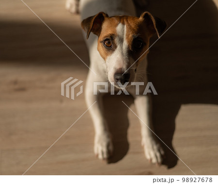 Top view of jack russell terrier dog on wooden floor.  Top view of jack russell terrier dog on wooden floor.  98927678