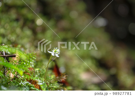 屋久島白谷雲水峡 オオゴカヨウオウレン(2月) 屋久島白谷雲水峡 オオゴカヨウオウレン(2月) 98927781