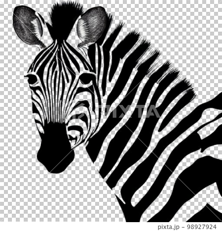 zebra  98927924