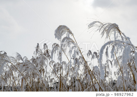 霧氷でススキが覆われた真冬の景色(宮城県栗原市) 霧氷でススキが覆われた真冬の景色(宮城県栗原市) 98927962