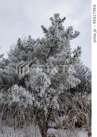 霧氷に覆われた凍てつく木々(宮城県栗原市金成) 霧氷に覆われた凍てつく木々(宮城県栗原市金成) 98927968